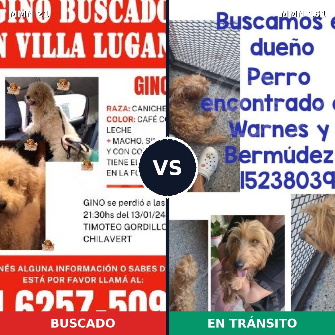 Comparativa MMS 1105: mascota perdida y mascota encontrada, 31% de similitud