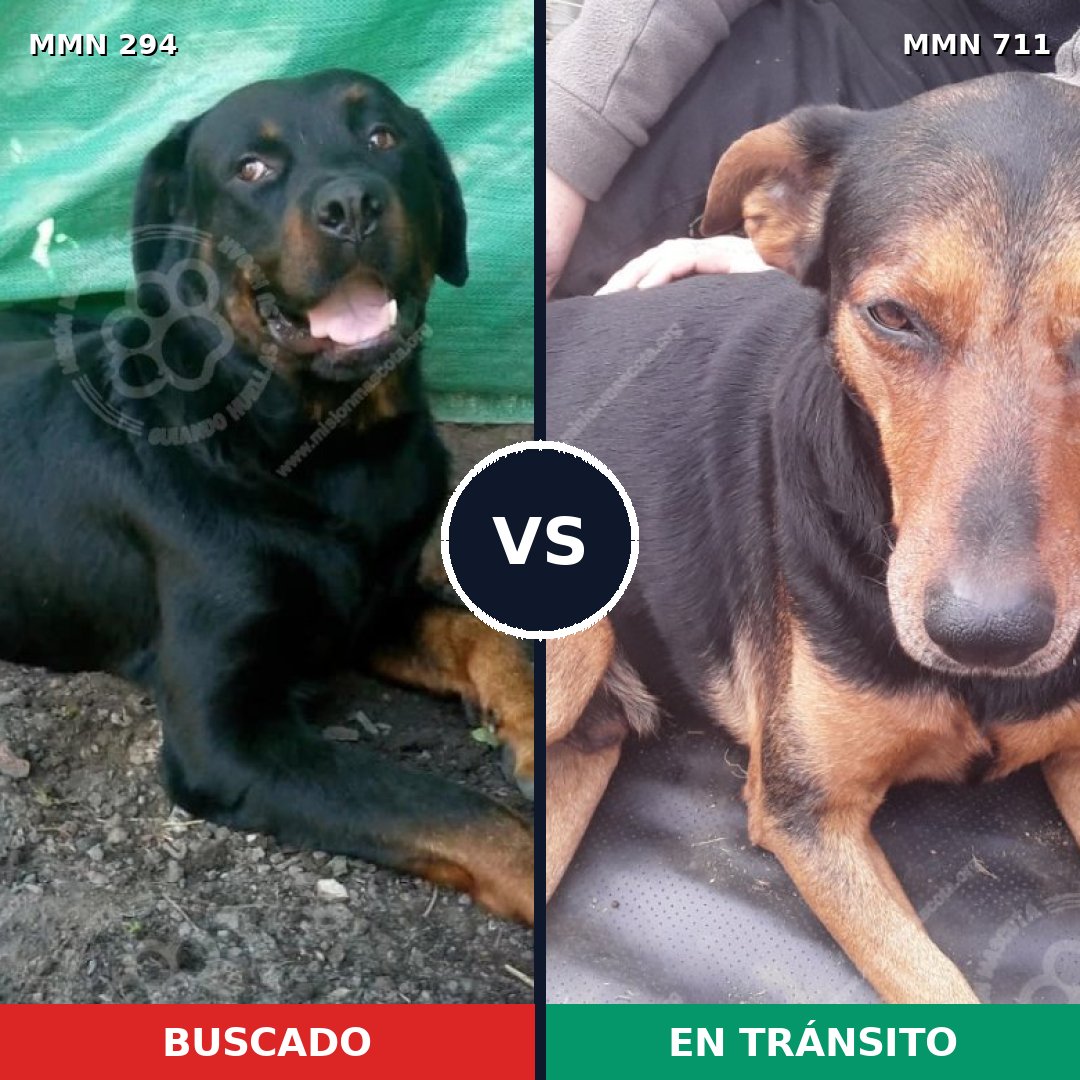 Comparativa MMS 11050: mascota perdida y mascota encontrada, 60% de similitud