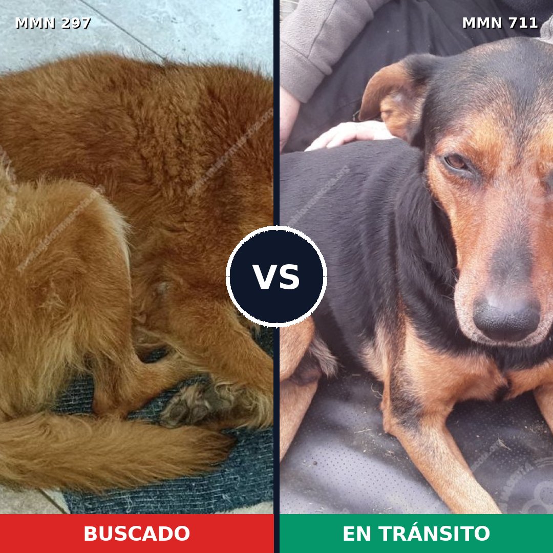 Comparativa MMS 11051: mascota perdida y mascota encontrada, 14% de similitud