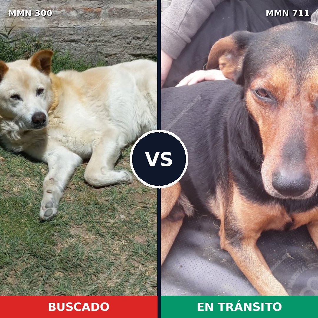 Comparativa MMS 11052: mascota perdida y mascota encontrada, 12% de similitud