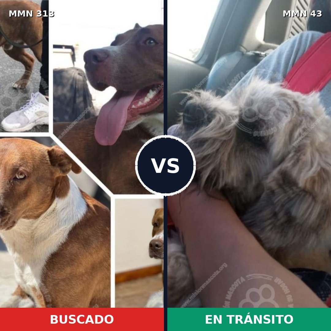 Comparativa MMS 11054: mascota perdida y mascota encontrada, 7% de similitud