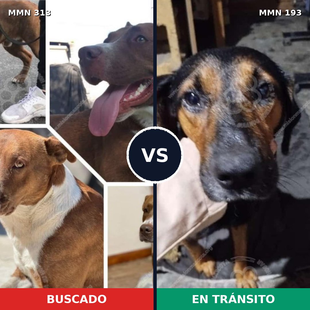 Comparativa MMS 11055: mascota perdida y mascota encontrada, 54% de similitud