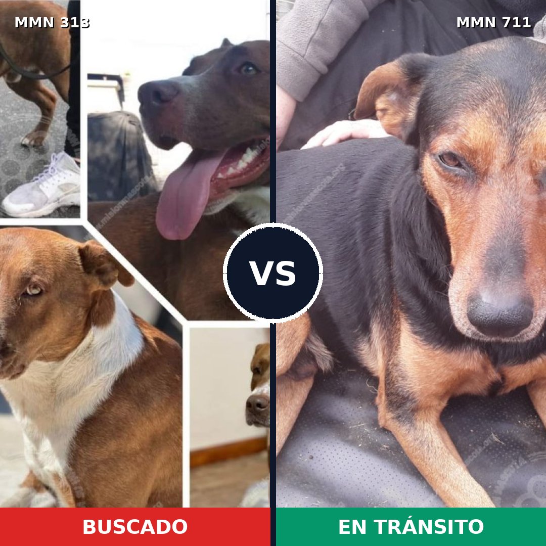Comparativa MMS 11056: mascota perdida y mascota encontrada, 30% de similitud