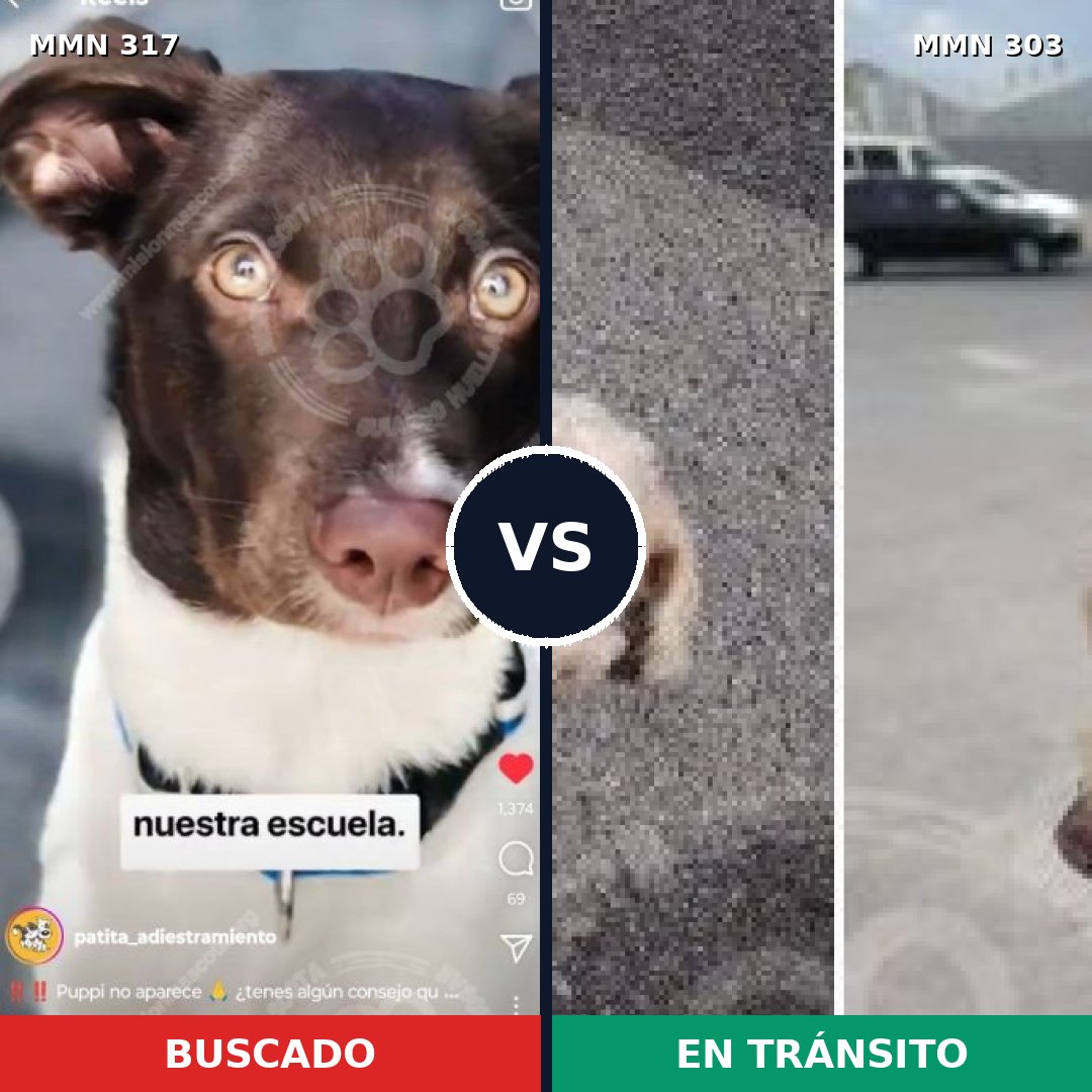 Comparativa MMS 11057: mascota perdida y mascota encontrada, 20% de similitud
