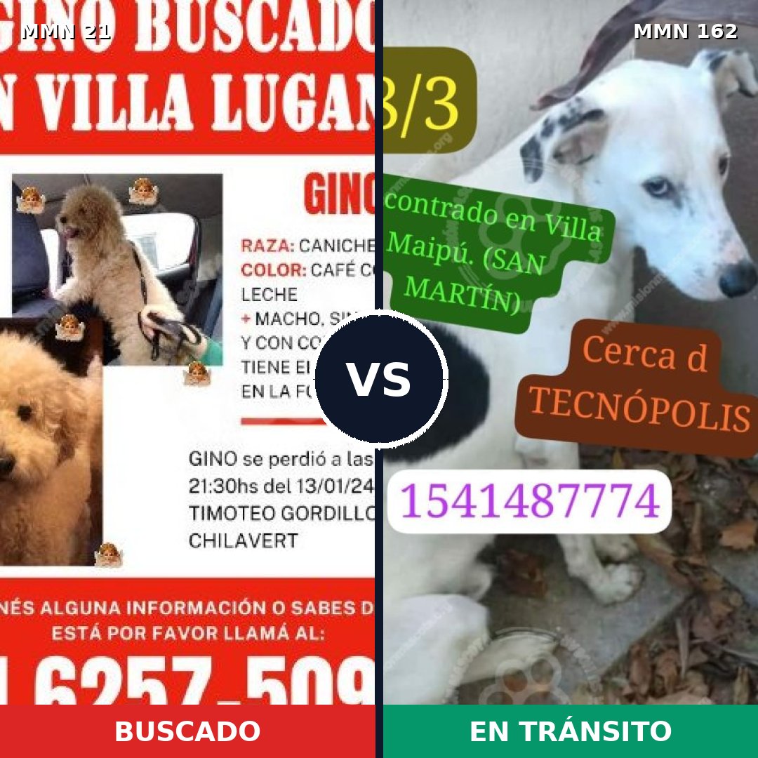 Comparativa MMS 1106: mascota perdida y mascota encontrada, 33% de similitud