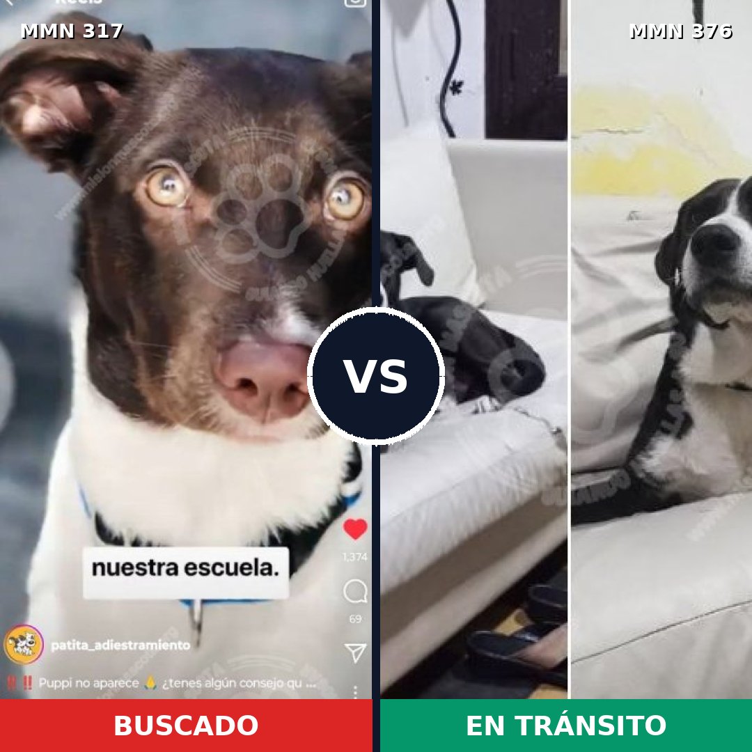 Comparativa MMS 11062: mascota perdida y mascota encontrada, 32% de similitud
