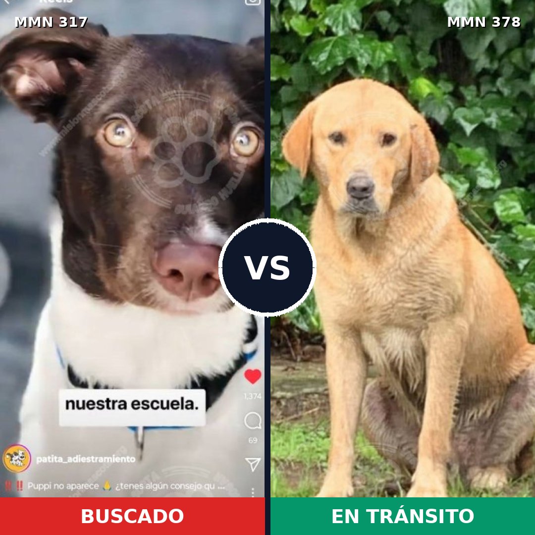 Comparativa MMS 11063: mascota perdida y mascota encontrada, 53% de similitud