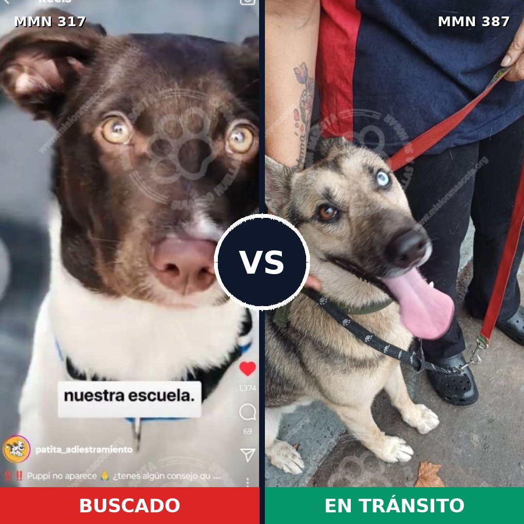 Comparativa MMS 11064: mascota perdida y mascota encontrada, 14% de similitud