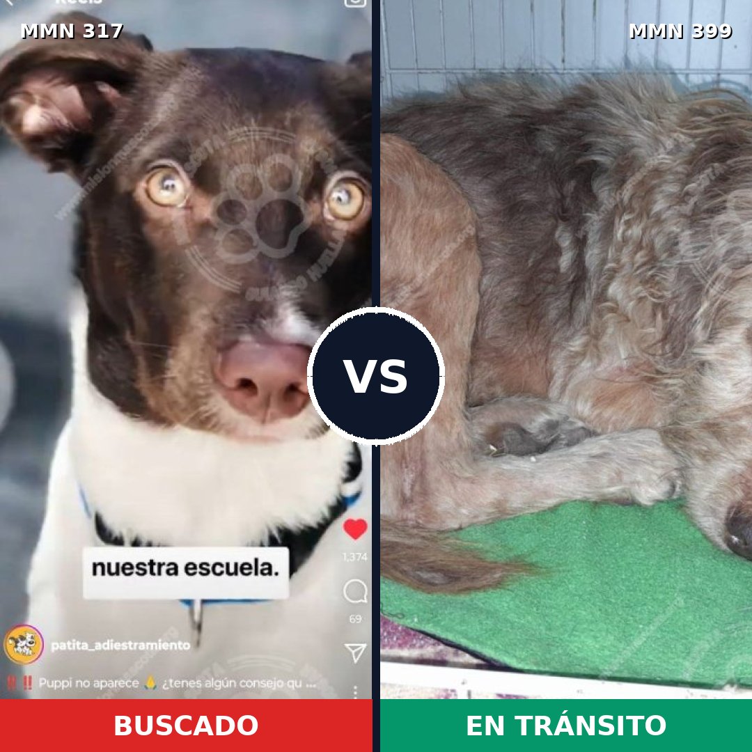 Comparativa MMS 11065: mascota perdida y mascota encontrada, 13% de similitud