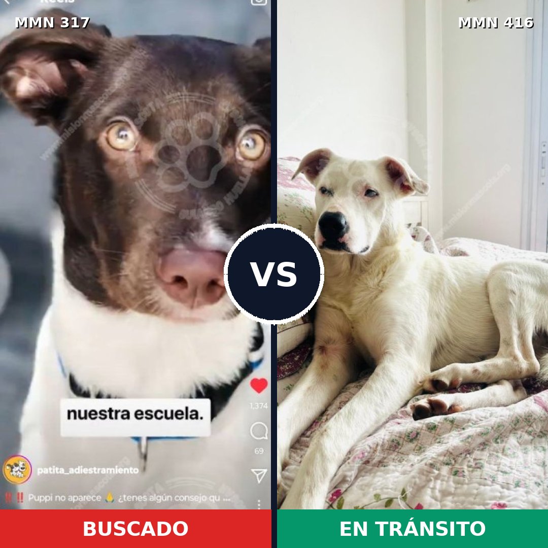Comparativa MMS 11066: mascota perdida y mascota encontrada, 70% de similitud