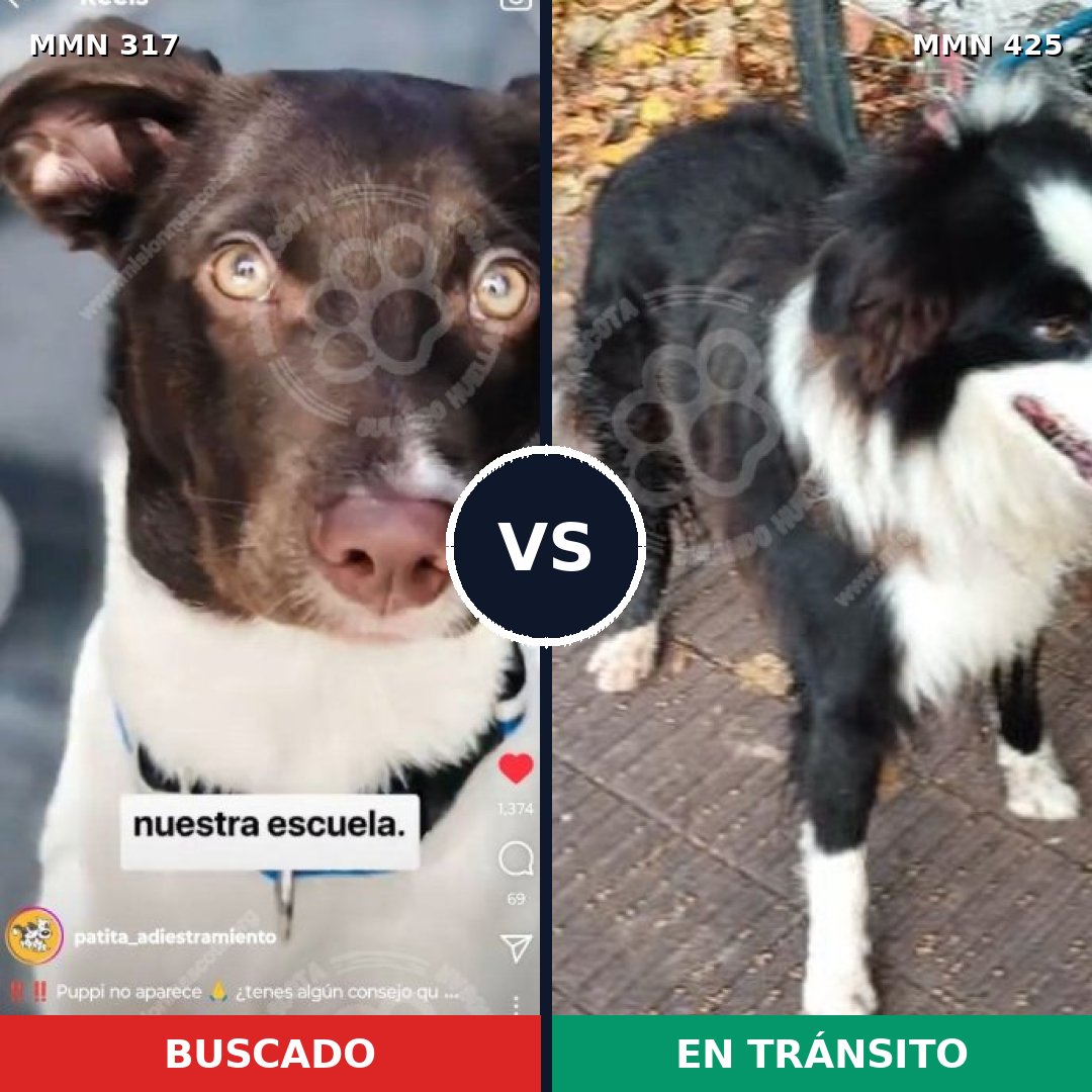 Comparativa MMS 11068: mascota perdida y mascota encontrada, 69% de similitud