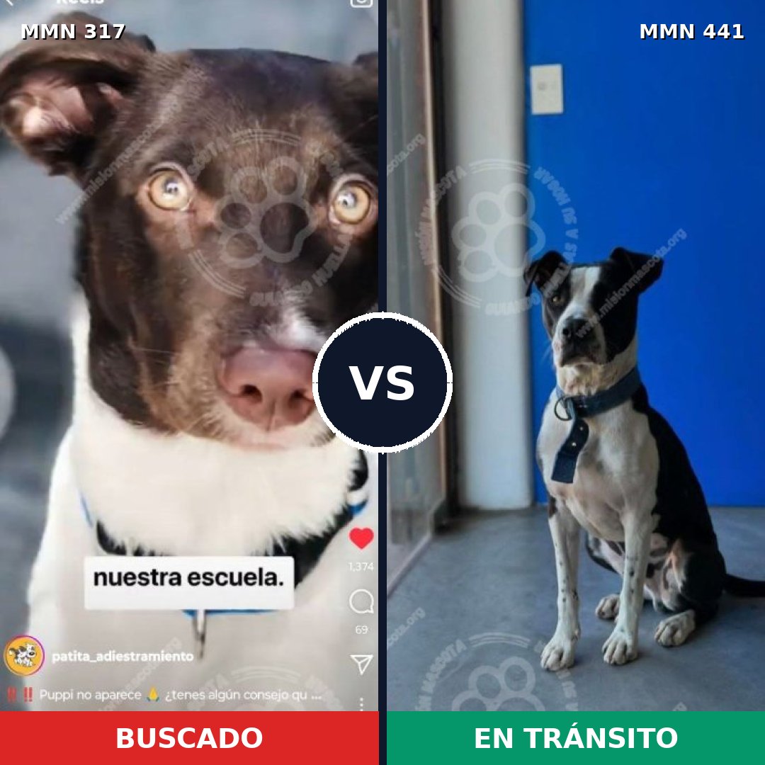 Comparativa MMS 11069: mascota perdida y mascota encontrada, 73% de similitud