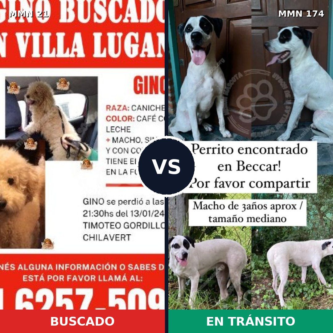 Comparativa MMS 1107: mascota perdida y mascota encontrada, 31% de similitud