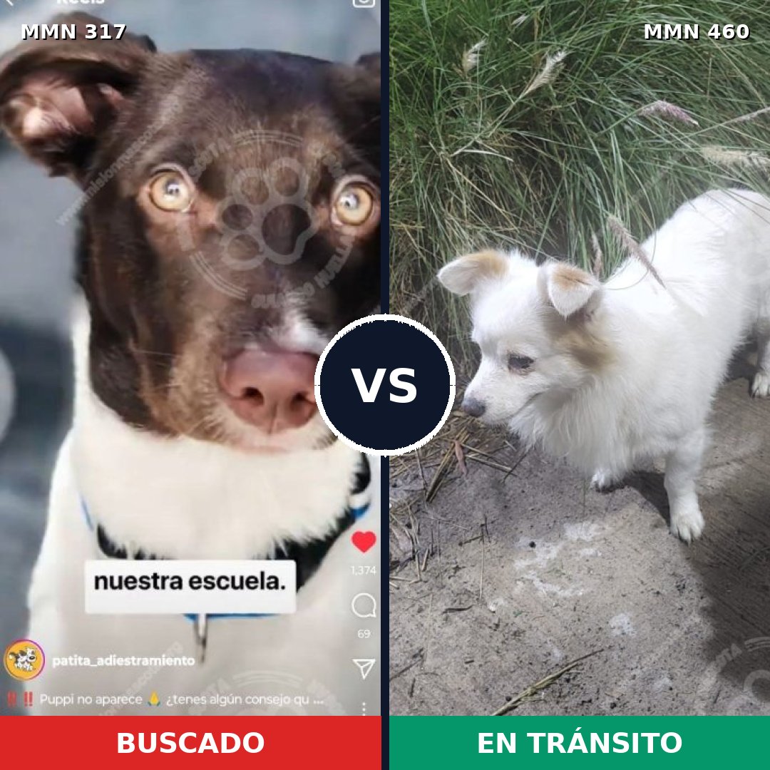 Comparativa MMS 11073: mascota perdida y mascota encontrada, 31% de similitud