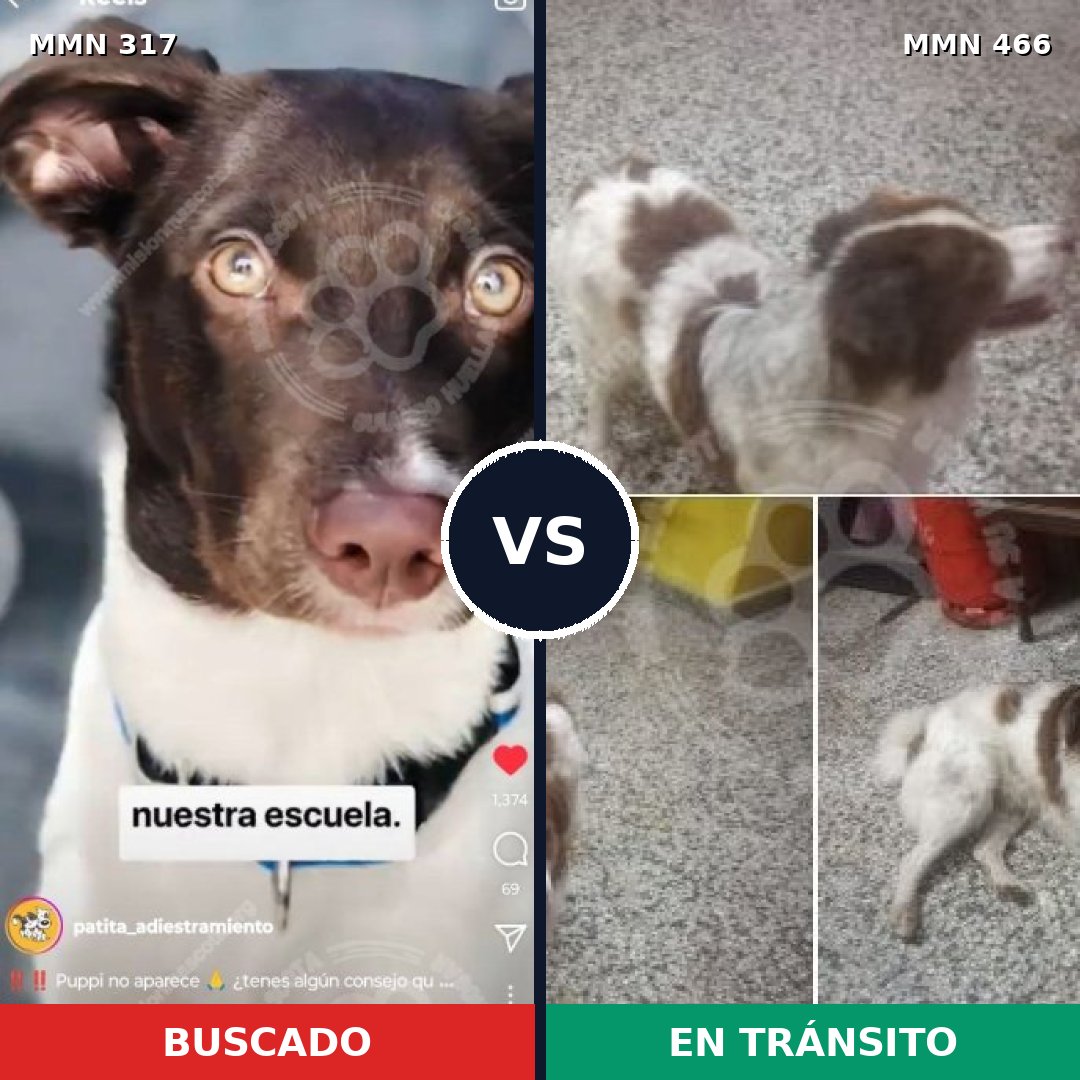 Comparativa MMS 11074: mascota perdida y mascota encontrada, 49% de similitud