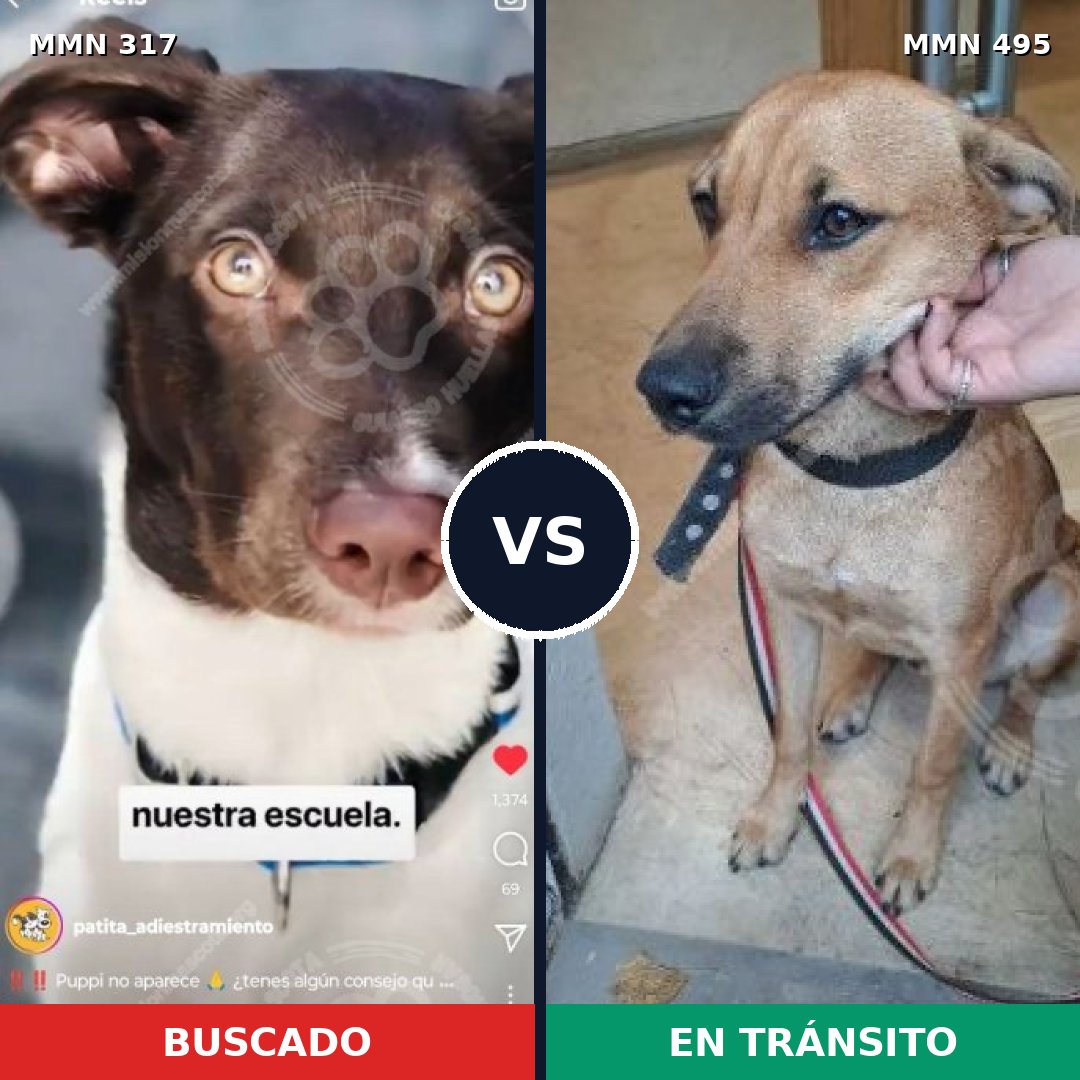 Comparativa MMS 11077: mascota perdida y mascota encontrada, 7% de similitud