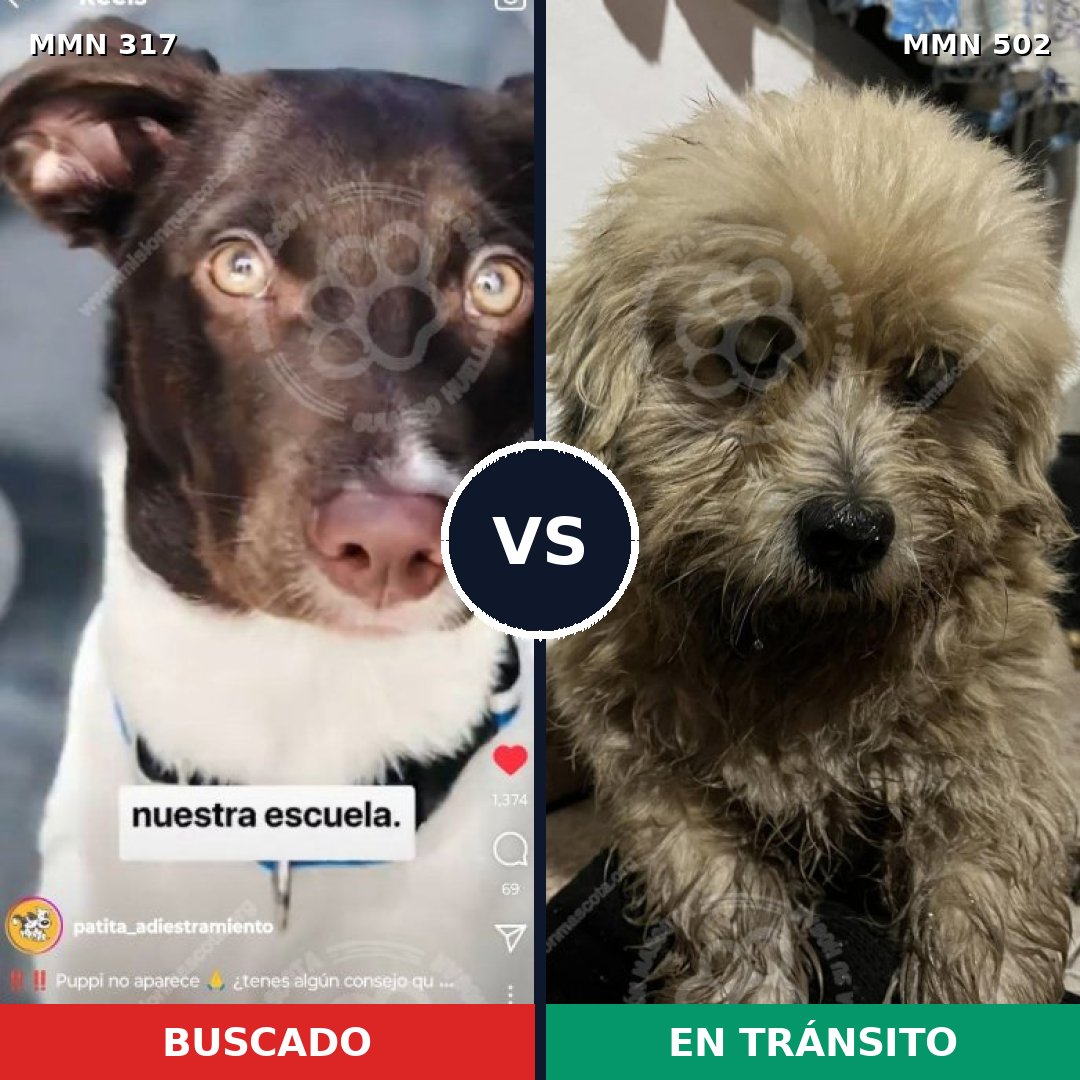 Comparativa MMS 11078: mascota perdida y mascota encontrada, 12% de similitud