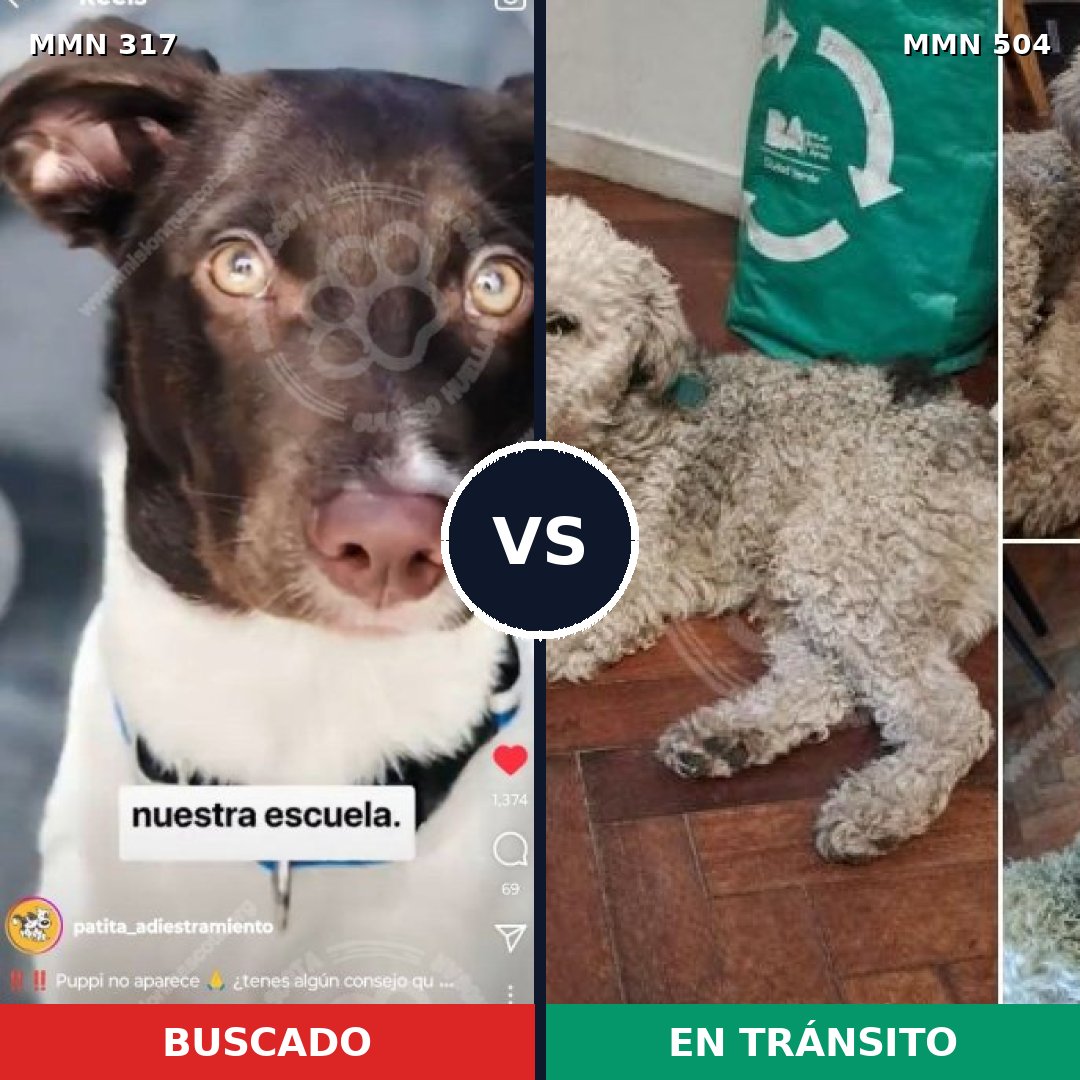 Comparativa MMS 11079: mascota perdida y mascota encontrada, 25% de similitud