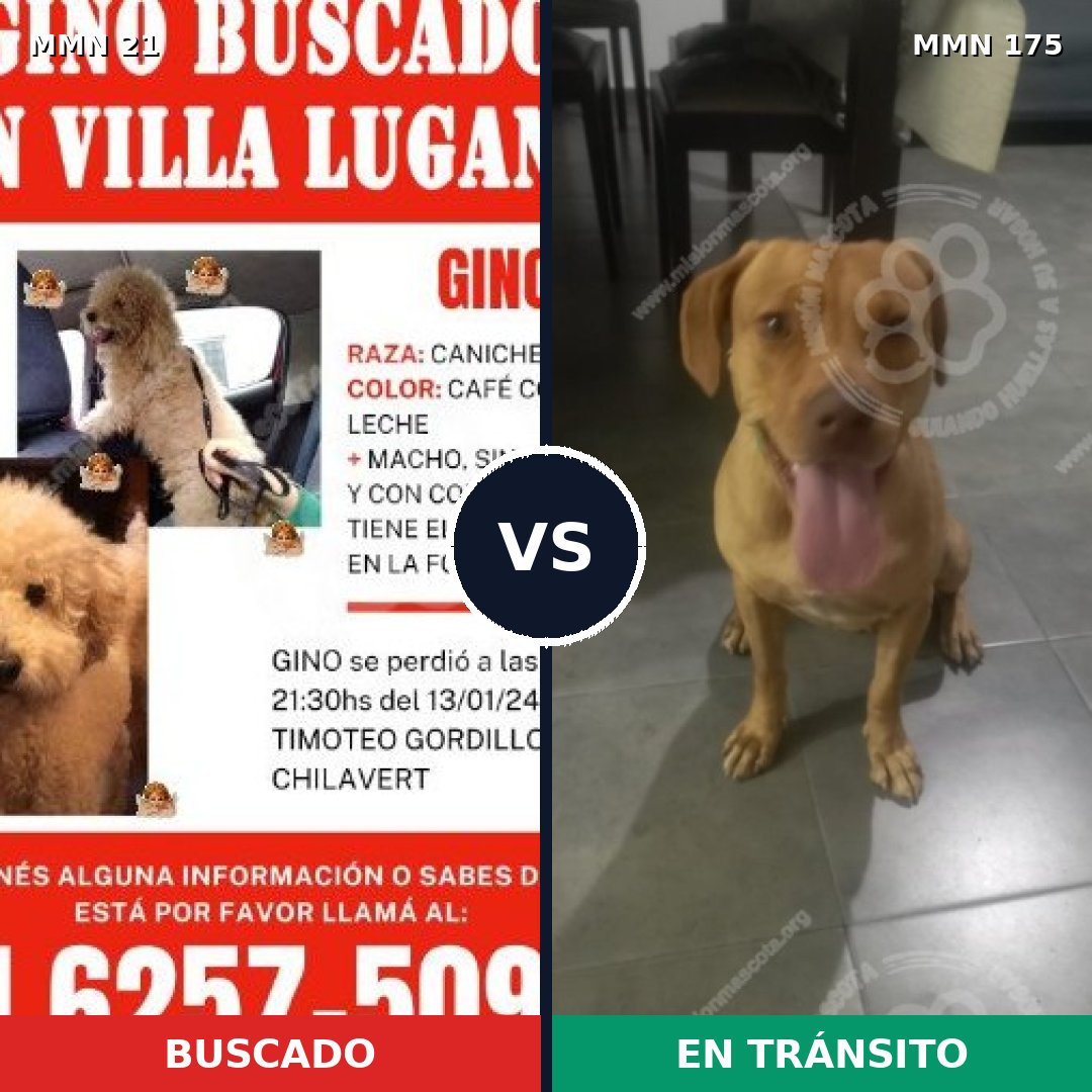 Comparativa MMS 1108: mascota perdida y mascota encontrada, 36% de similitud
