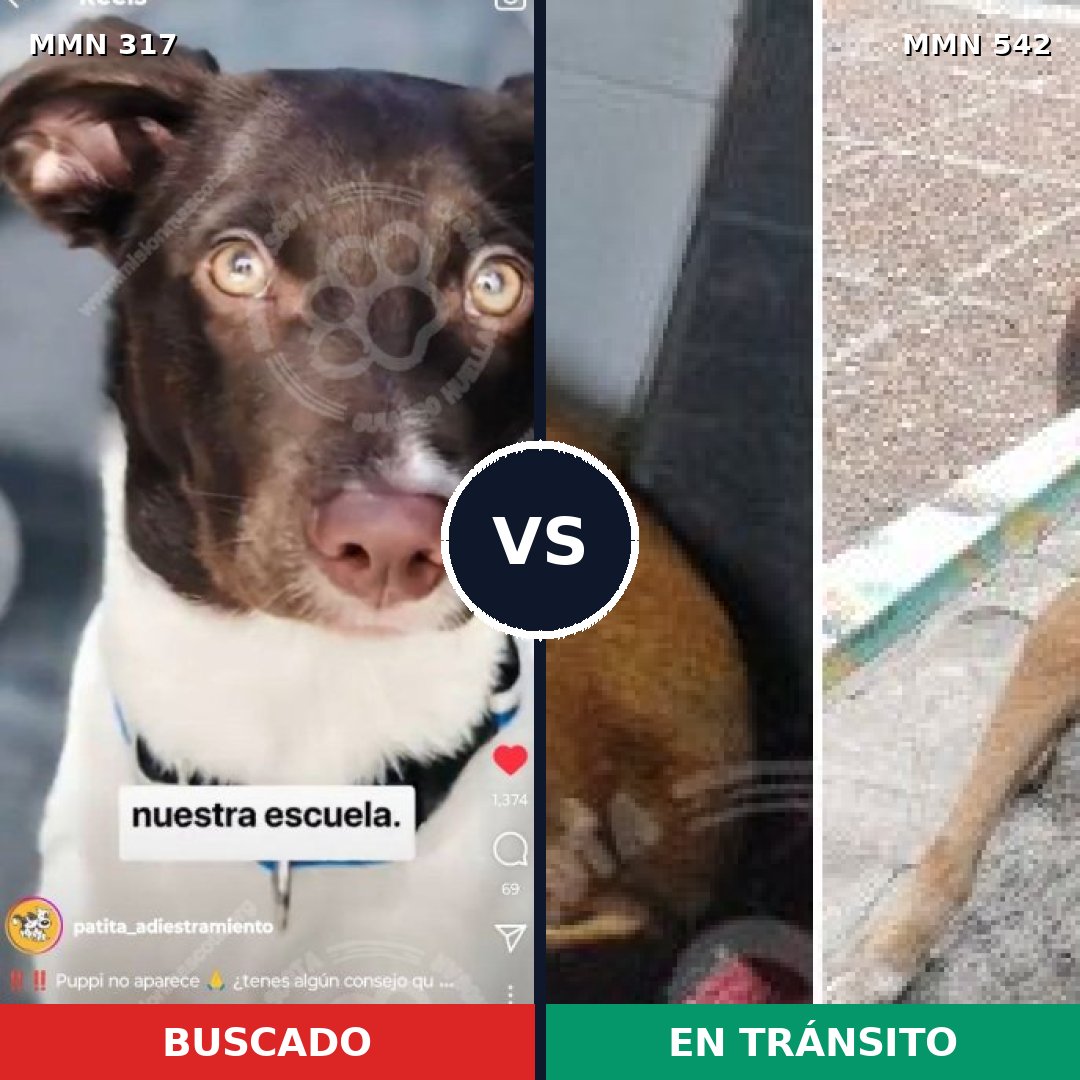 Comparativa MMS 11082: mascota perdida y mascota encontrada, 51% de similitud