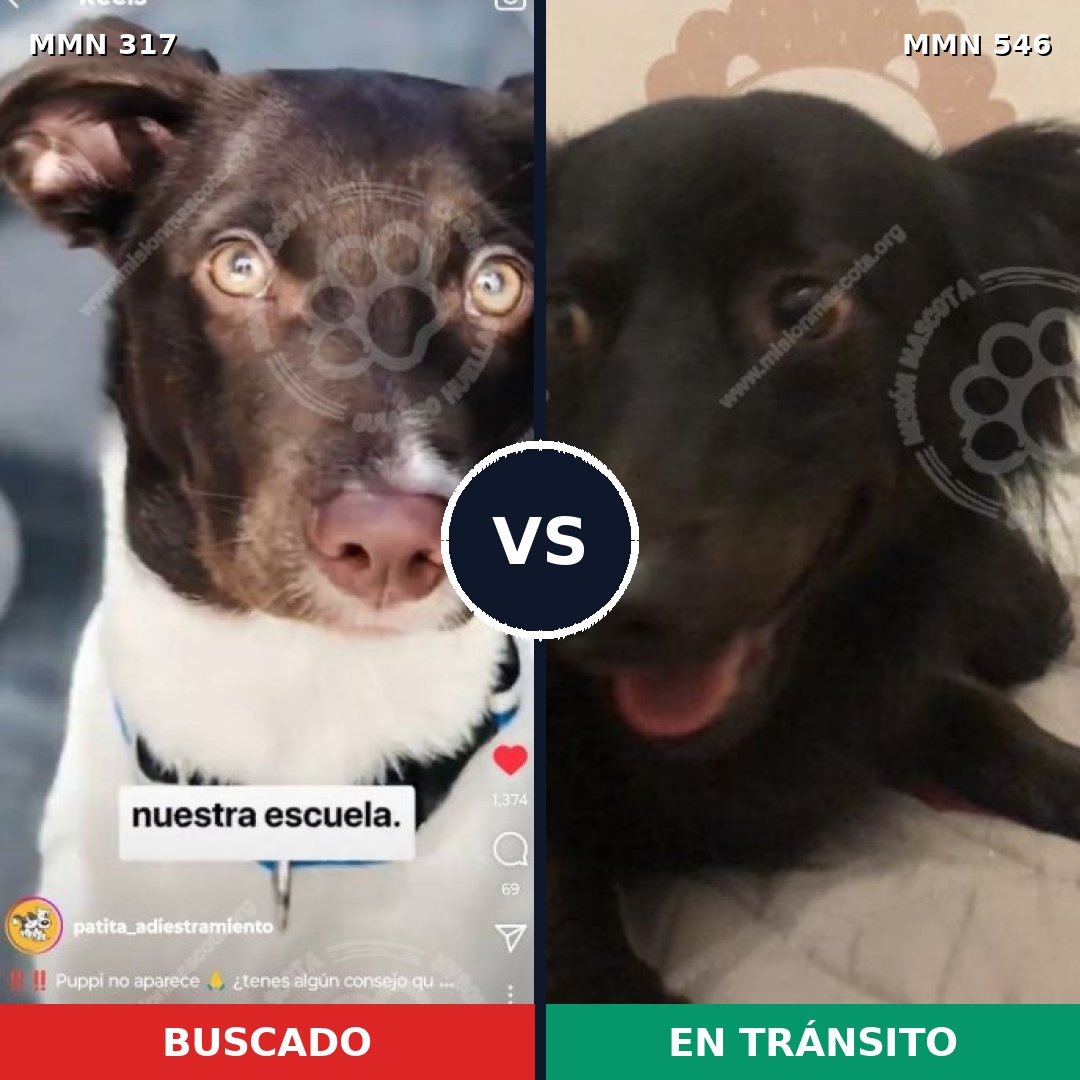Comparativa MMS 11083: mascota perdida y mascota encontrada, 14% de similitud