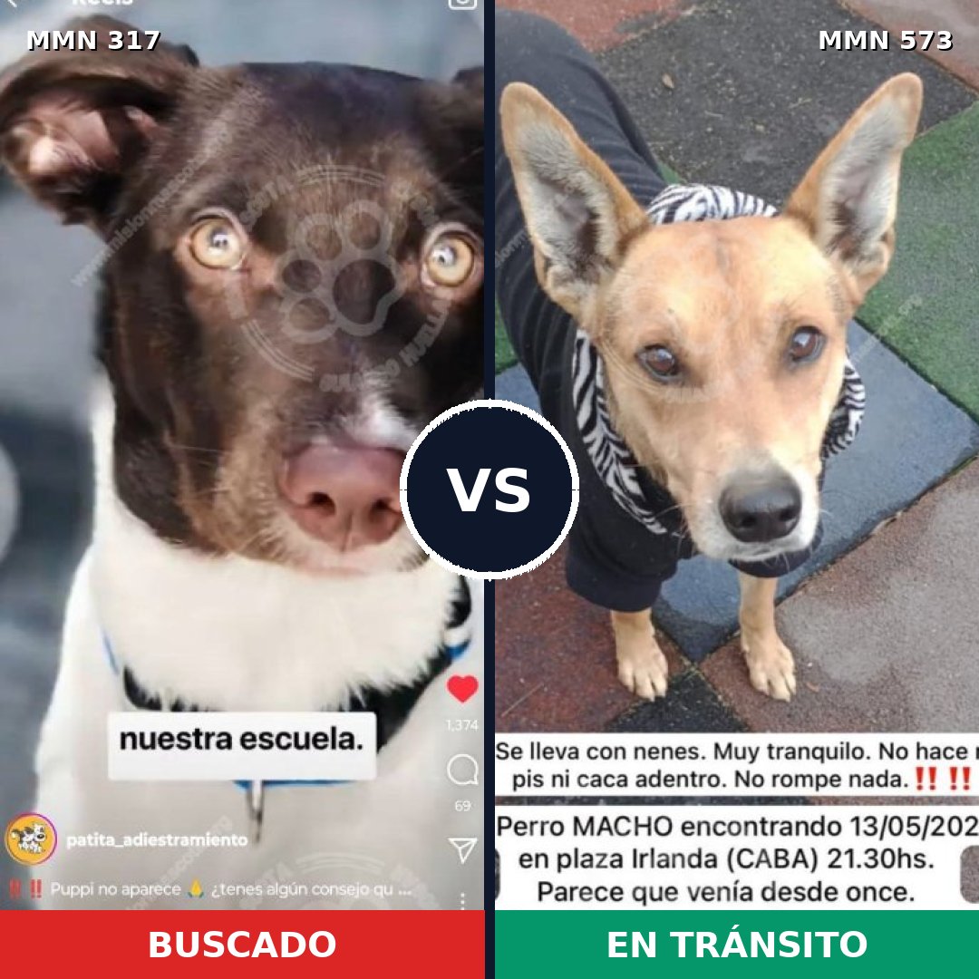 Comparativa MMS 11085: mascota perdida y mascota encontrada, 16% de similitud