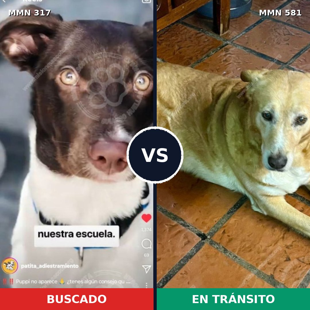 Comparativa MMS 11087: mascota perdida y mascota encontrada, 72% de similitud