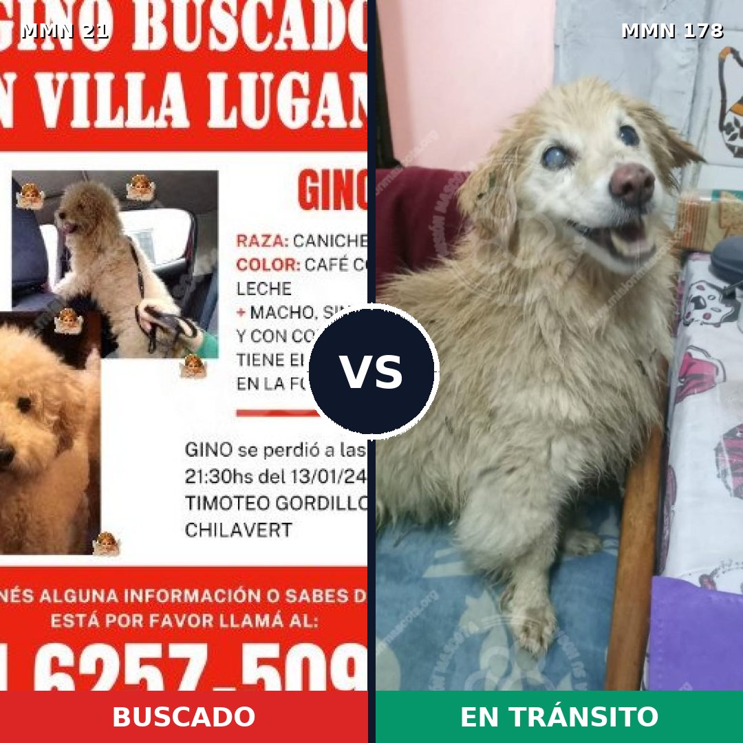 Comparativa MMS 1109: mascota perdida y mascota encontrada, 38% de similitud