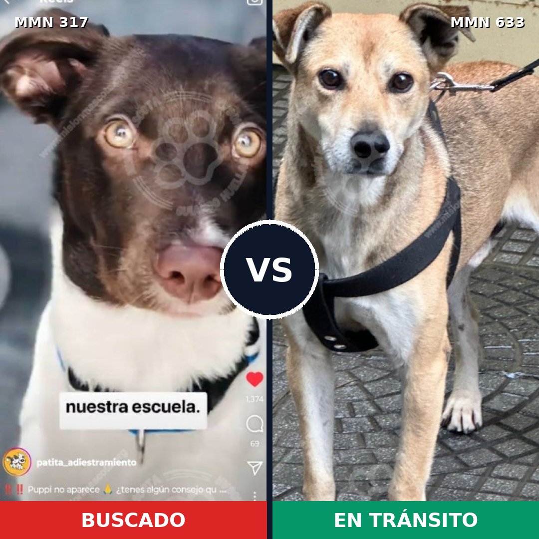 Comparativa MMS 11091: mascota perdida y mascota encontrada, 25% de similitud