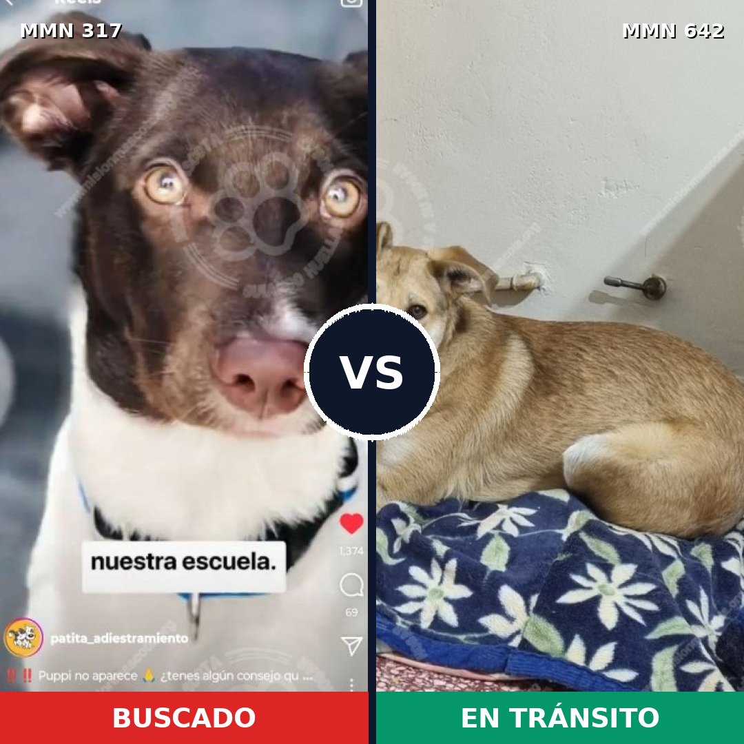 Comparativa MMS 11092: mascota perdida y mascota encontrada, 63% de similitud