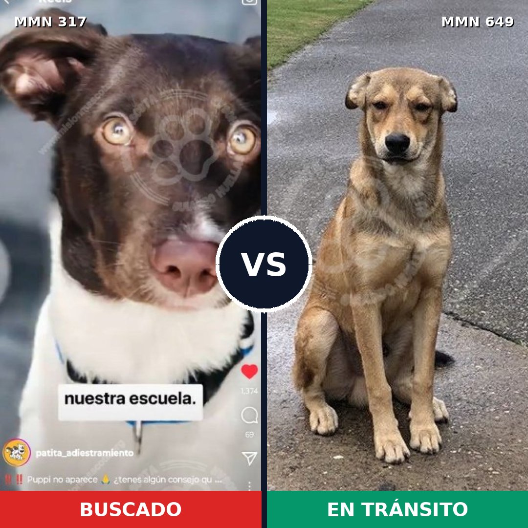 Comparativa MMS 11093: mascota perdida y mascota encontrada, 53% de similitud