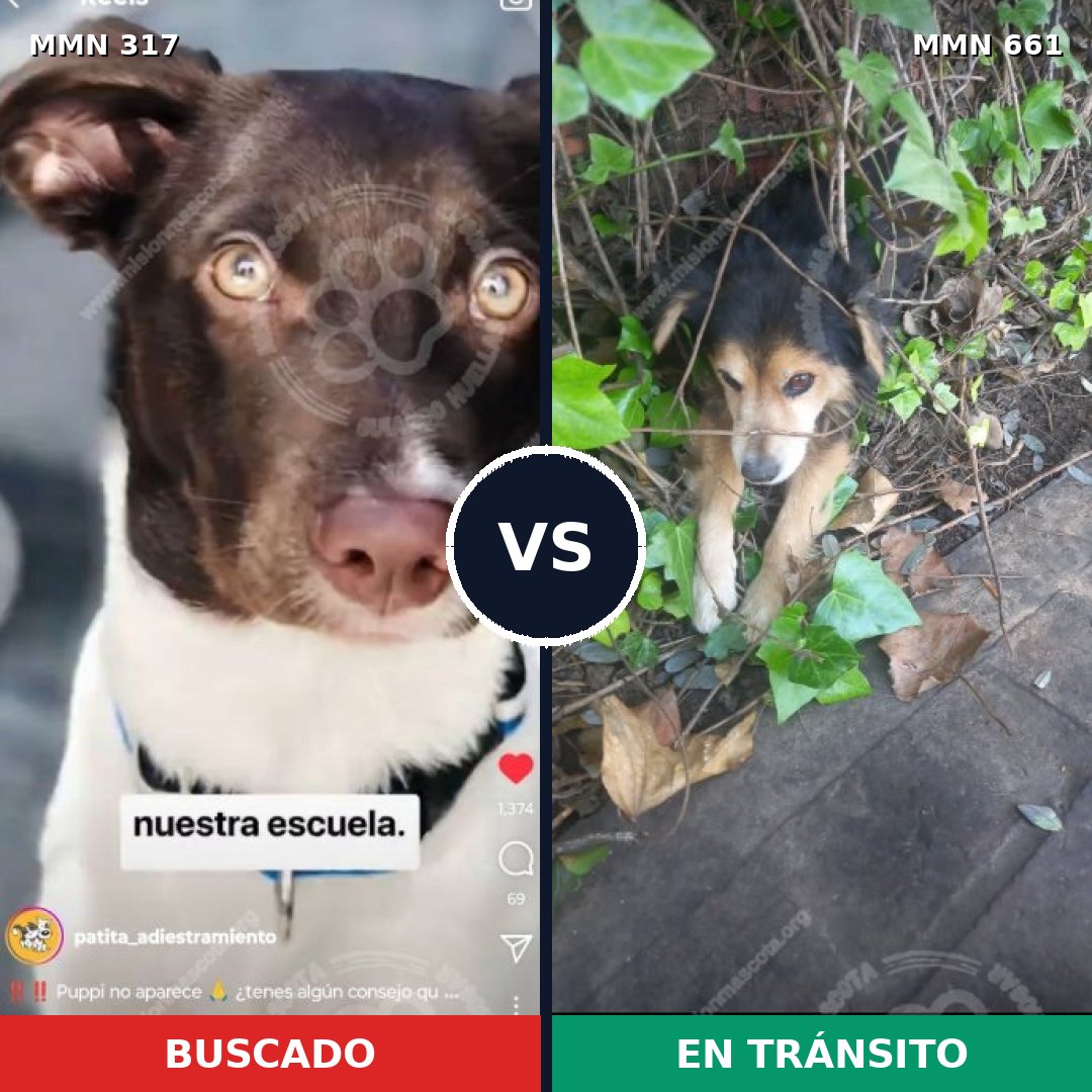 Comparativa MMS 11094: mascota perdida y mascota encontrada, 7% de similitud