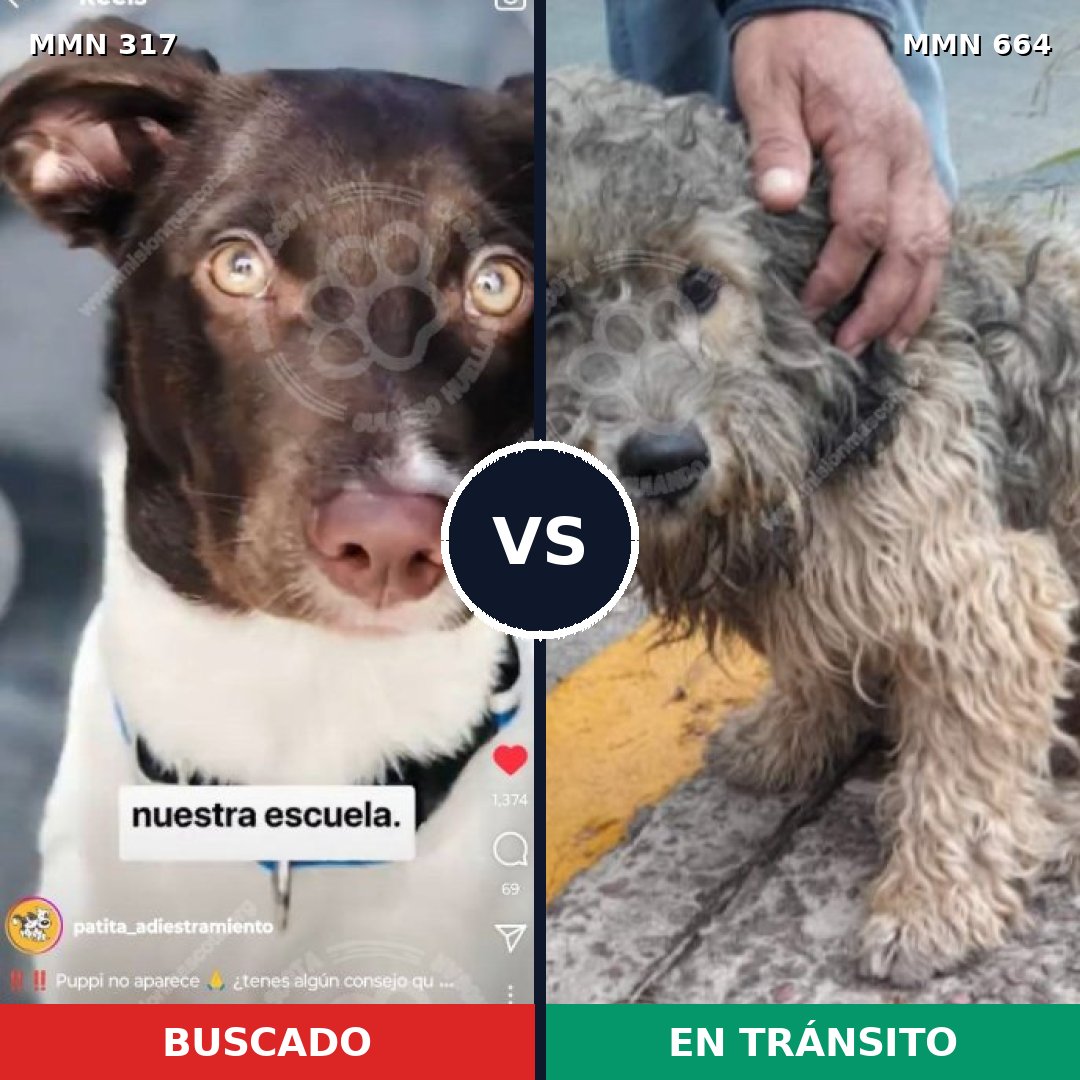 Comparativa MMS 11095: mascota perdida y mascota encontrada, 13% de similitud