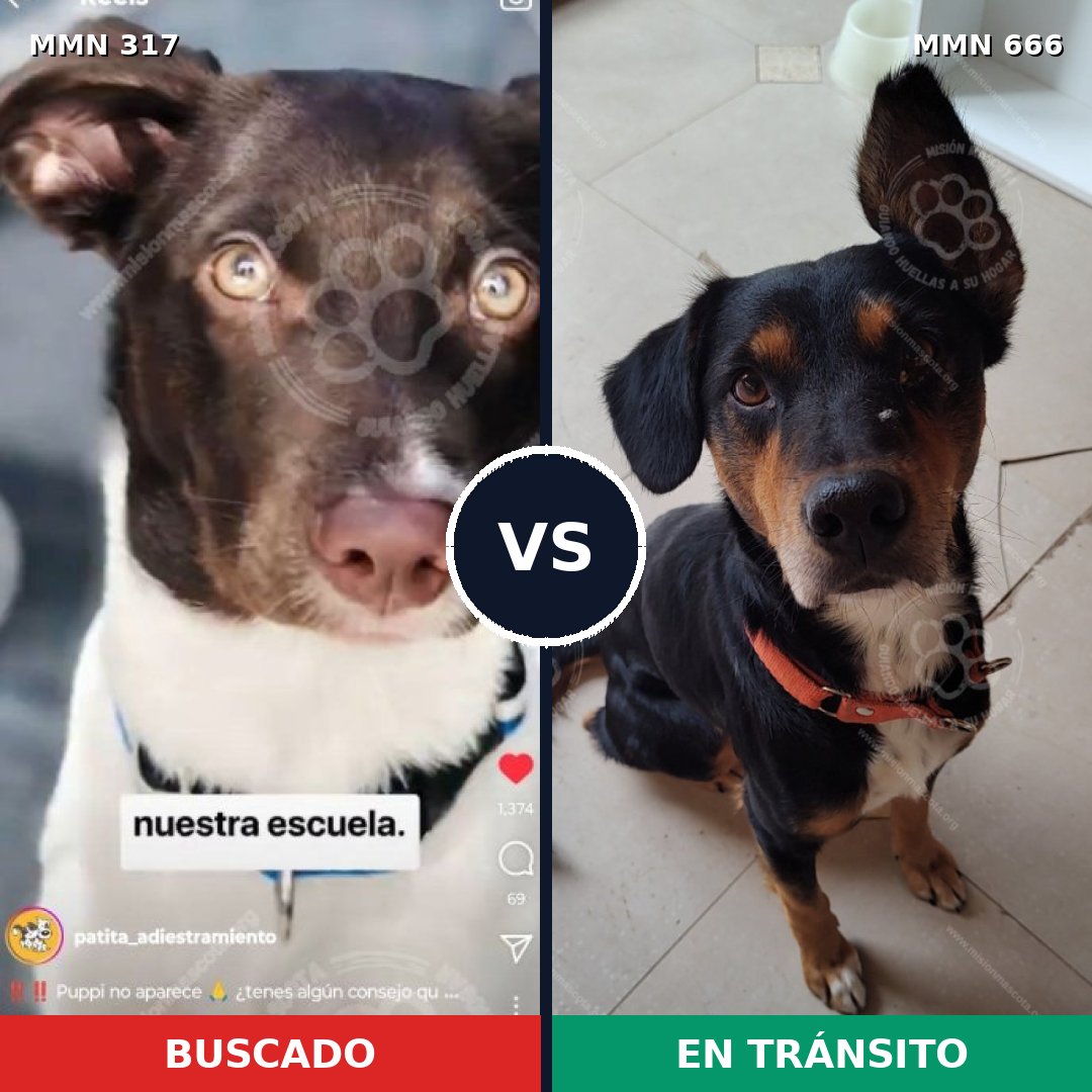 Comparativa MMS 11096: mascota perdida y mascota encontrada, 14% de similitud