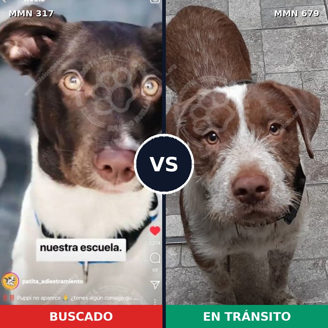 Comparativa MMS 11097: mascota perdida y mascota encontrada, 92% de similitud