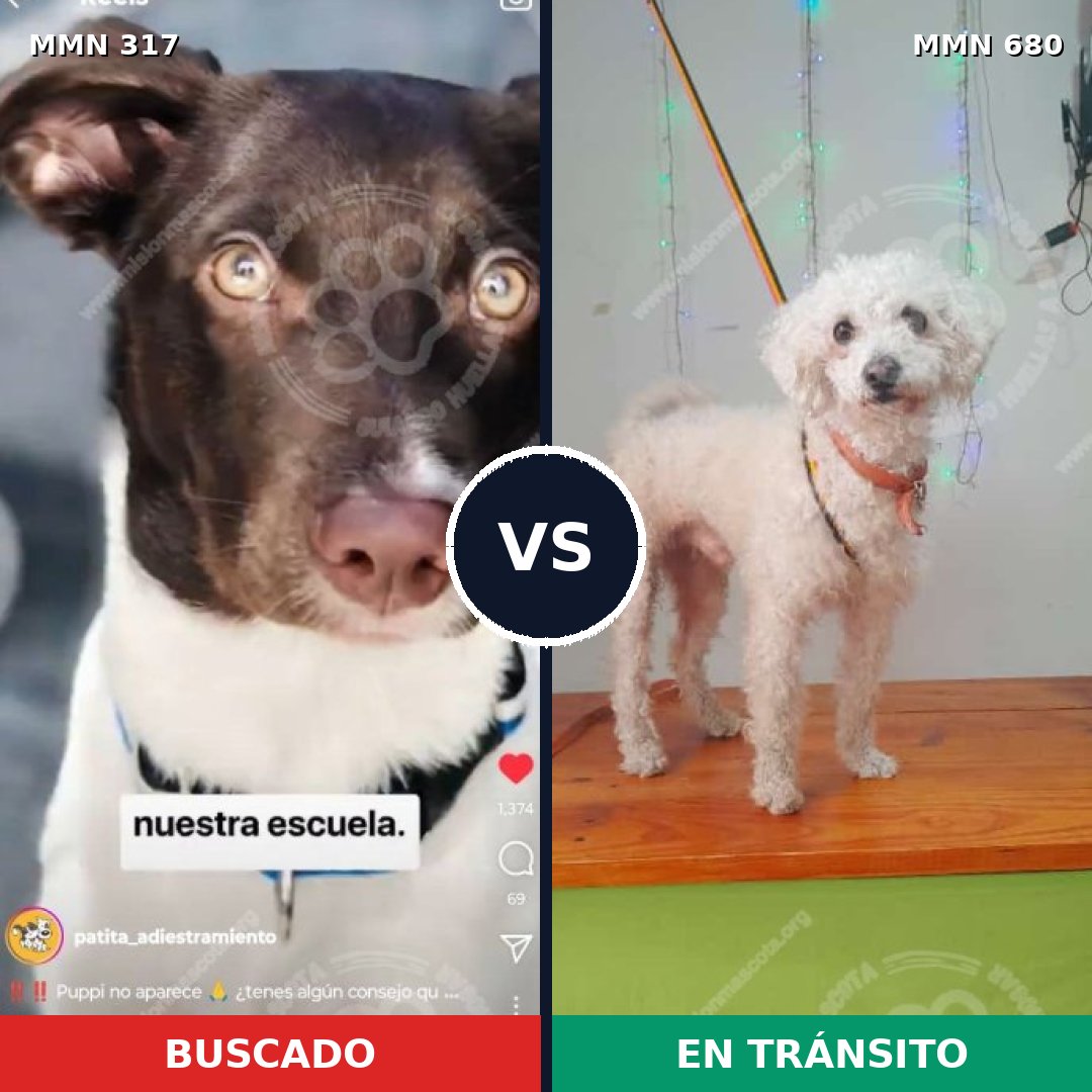Comparativa MMS 11098: mascota perdida y mascota encontrada, 49% de similitud
