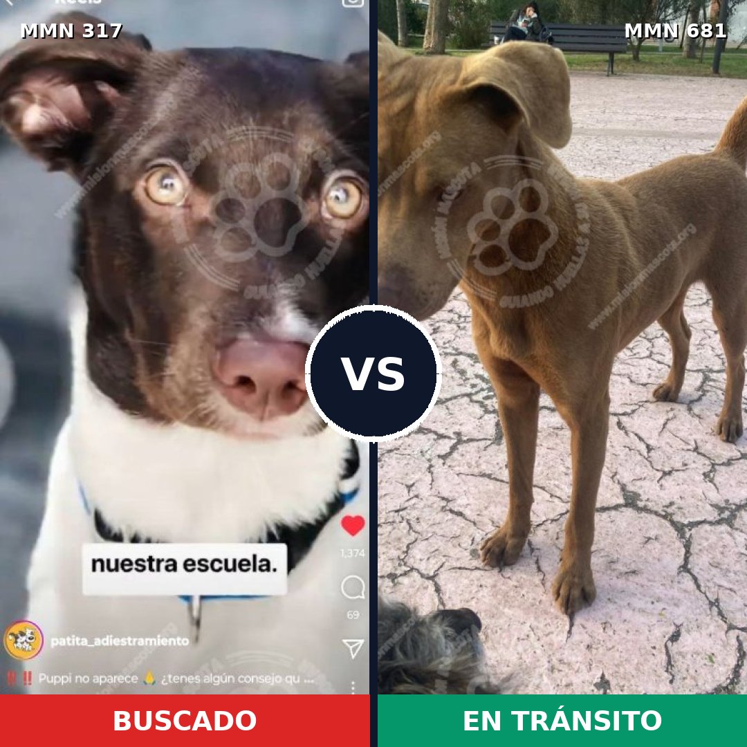 Comparativa MMS 11099: mascota perdida y mascota encontrada, 68% de similitud