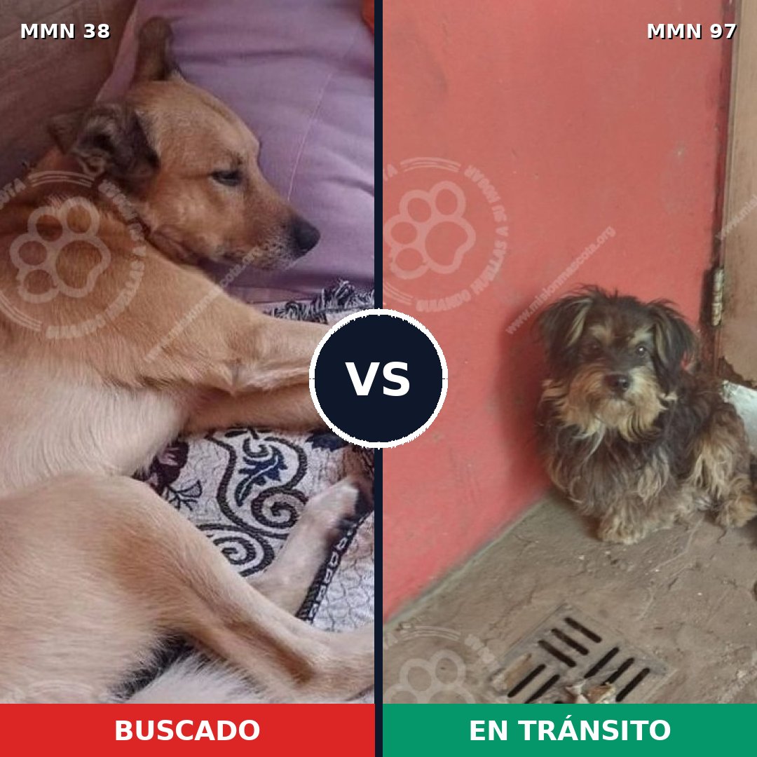 Comparativa MMS 111: mascota perdida y mascota encontrada, 56% de similitud