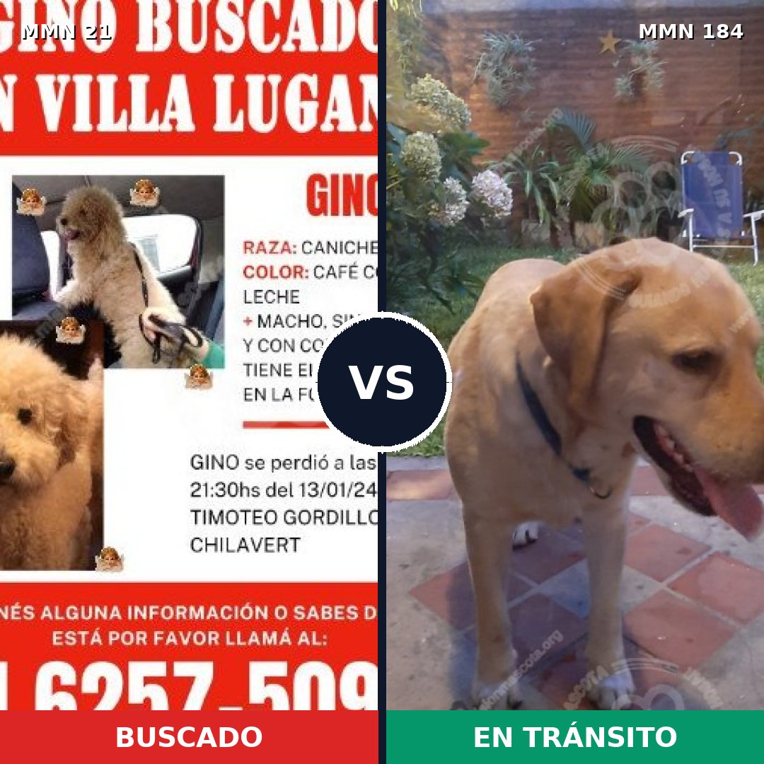 Comparativa MMS 1110: mascota perdida y mascota encontrada, 24% de similitud