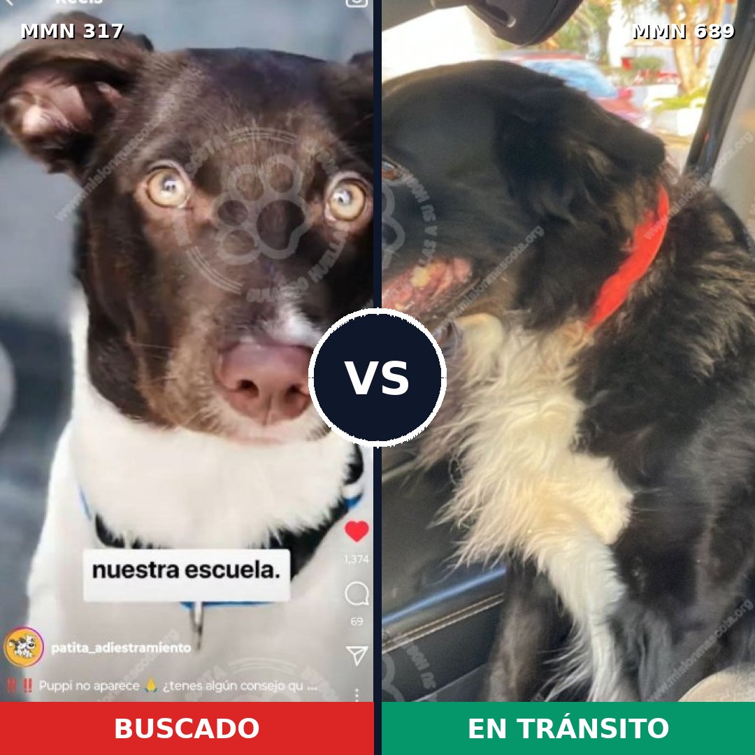 Comparativa MMS 11100: mascota perdida y mascota encontrada, 31% de similitud