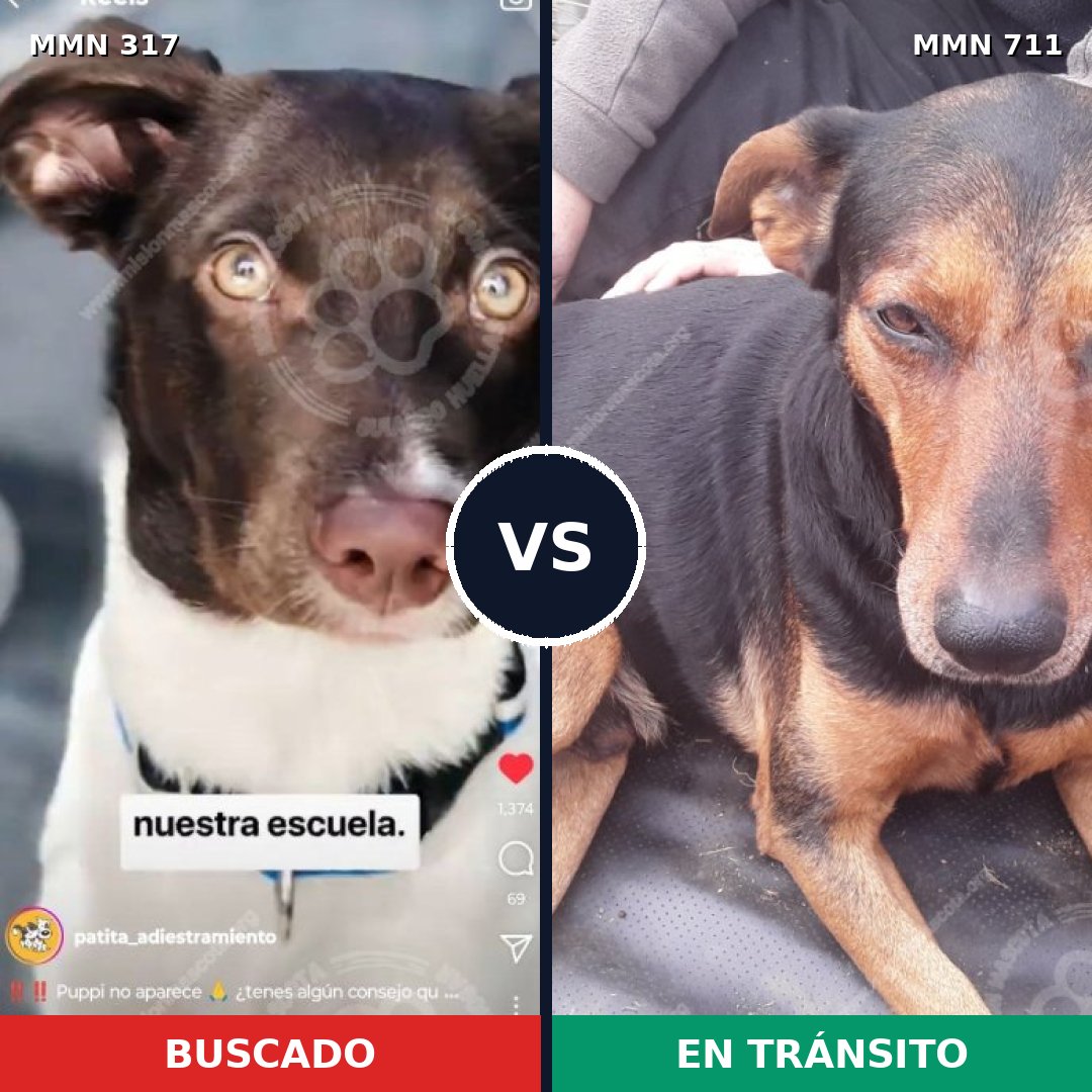 Comparativa MMS 11101: mascota perdida y mascota encontrada, 56% de similitud