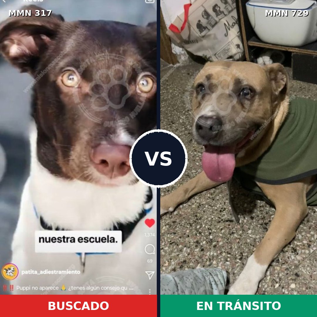Comparativa MMS 11103: mascota perdida y mascota encontrada, 73% de similitud