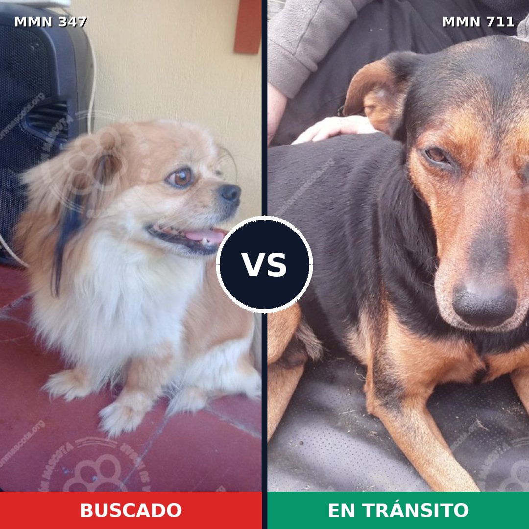 Comparativa MMS 11106: mascota perdida y mascota encontrada, 13% de similitud