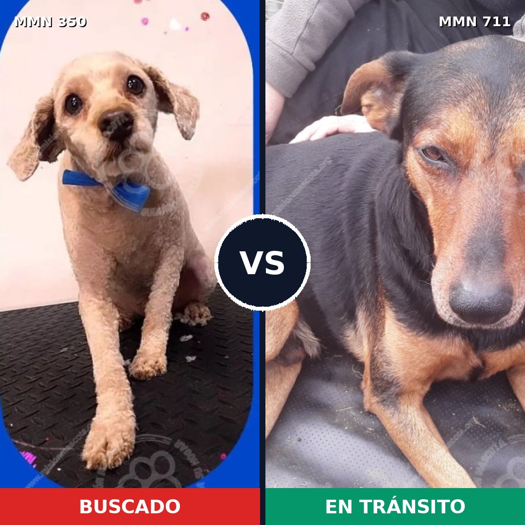 Comparativa MMS 11107: mascota perdida y mascota encontrada, 22% de similitud