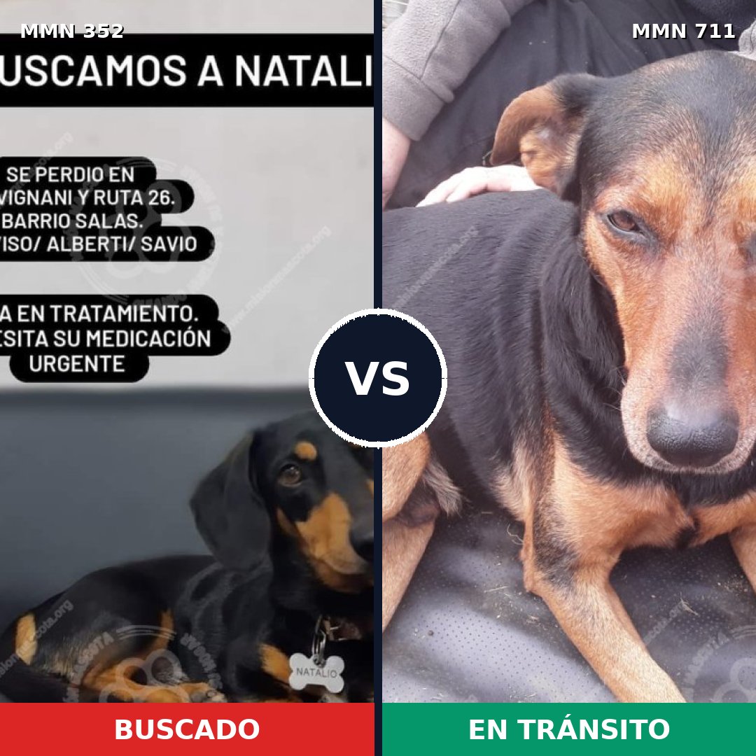 Comparativa MMS 11108: mascota perdida y mascota encontrada, 41% de similitud