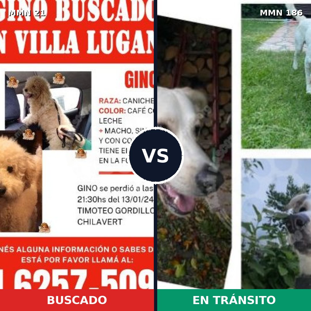Comparativa MMS 1111: mascota perdida y mascota encontrada, 54% de similitud