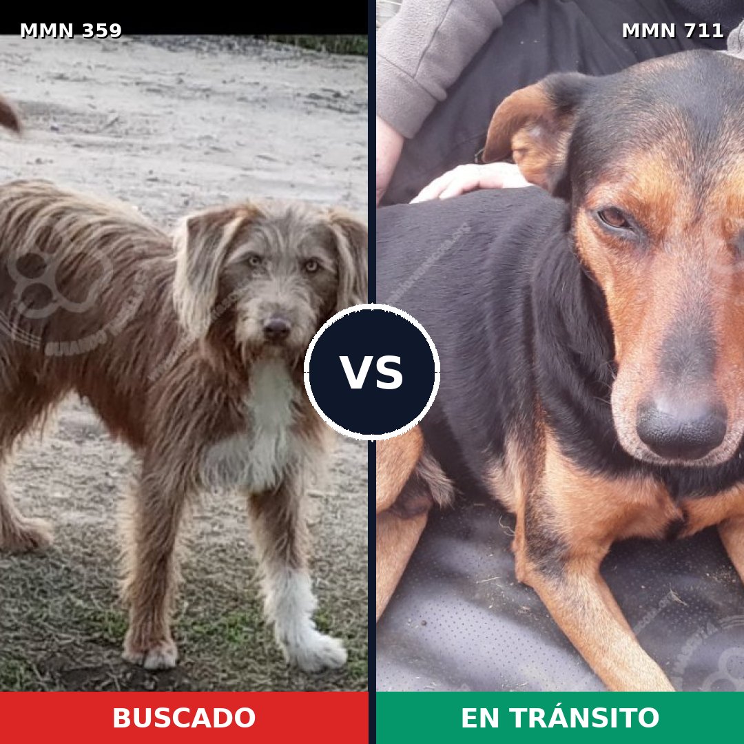 Comparativa MMS 11110: mascota perdida y mascota encontrada, 53% de similitud