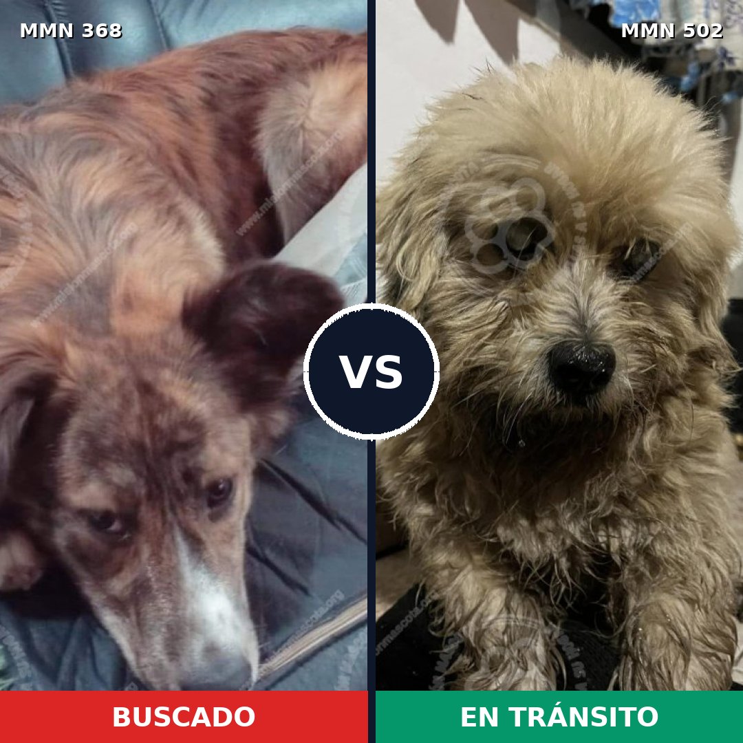 Comparativa MMS 11113: mascota perdida y mascota encontrada, 31% de similitud