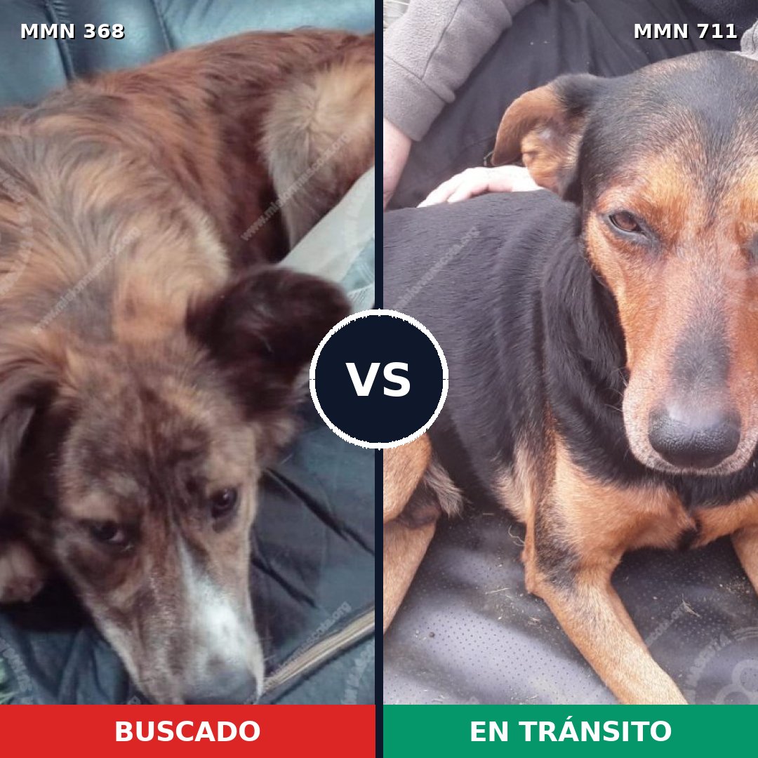 Comparativa MMS 11115: mascota perdida y mascota encontrada, 25% de similitud
