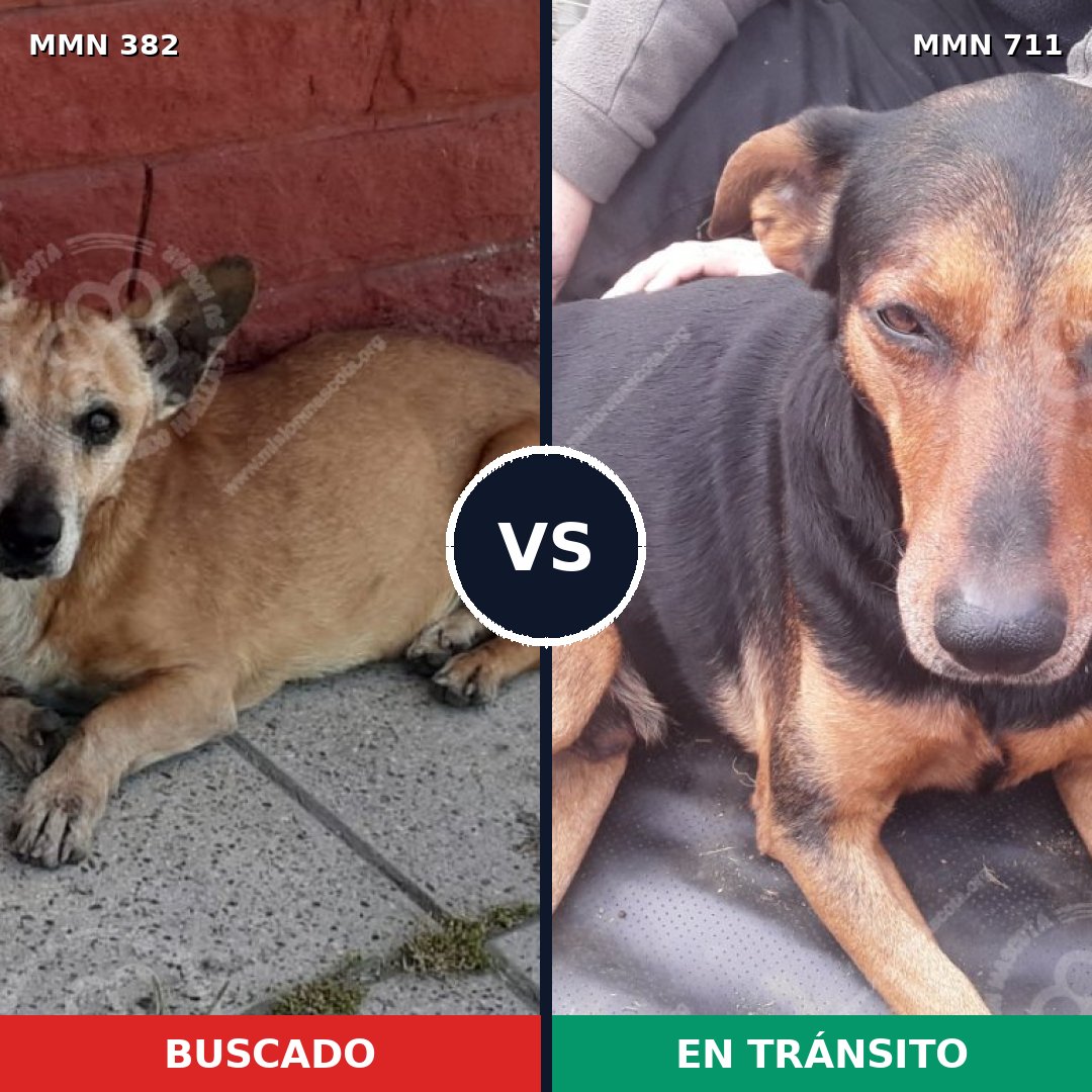 Comparativa MMS 11116: mascota perdida y mascota encontrada, 15% de similitud